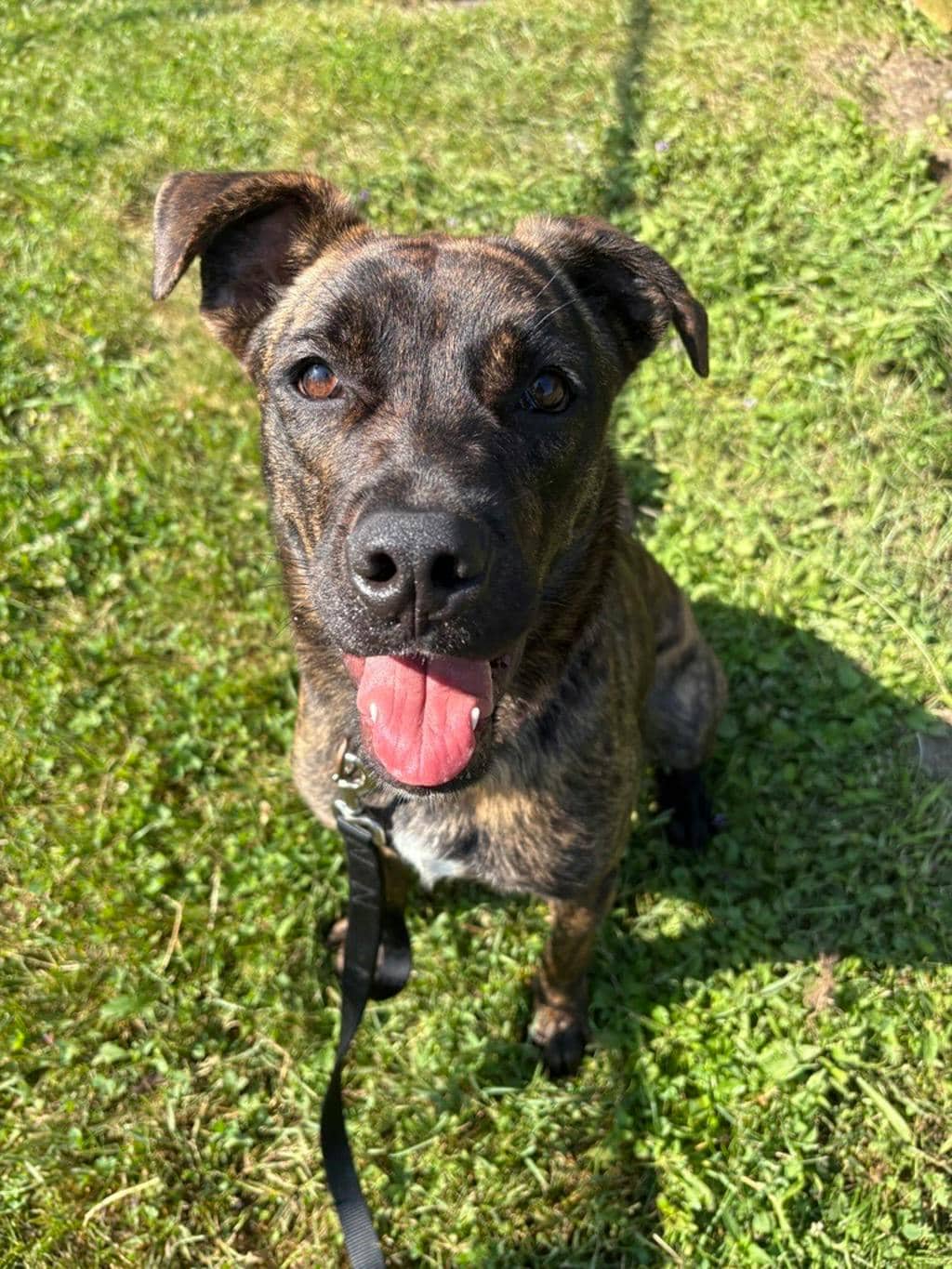 Jasmine - German Shepherd available for adoption