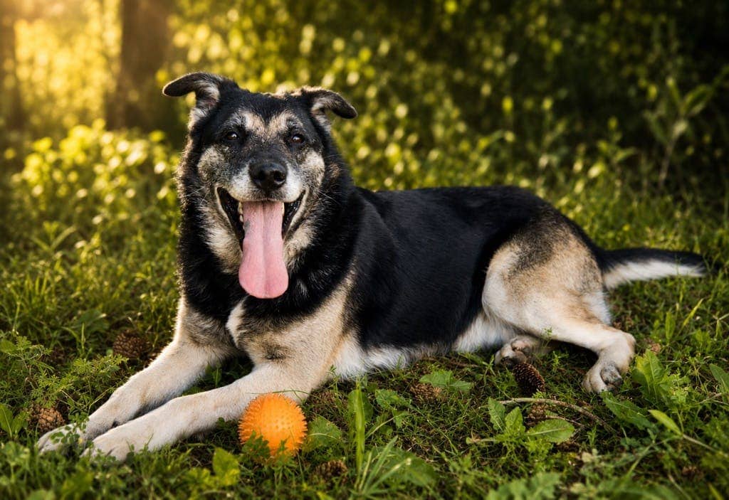 Bear - German Shepherd available for adoption