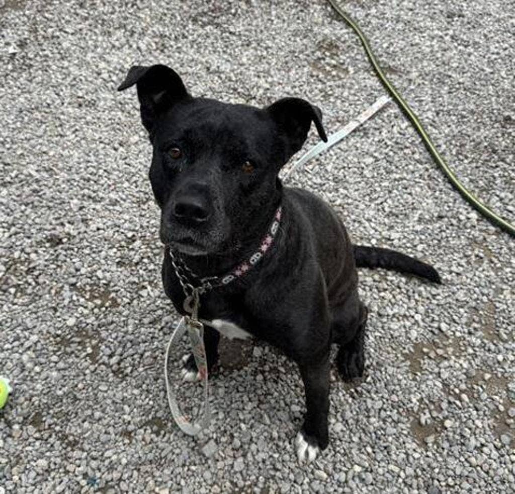Wanda - Labrador available for adoption