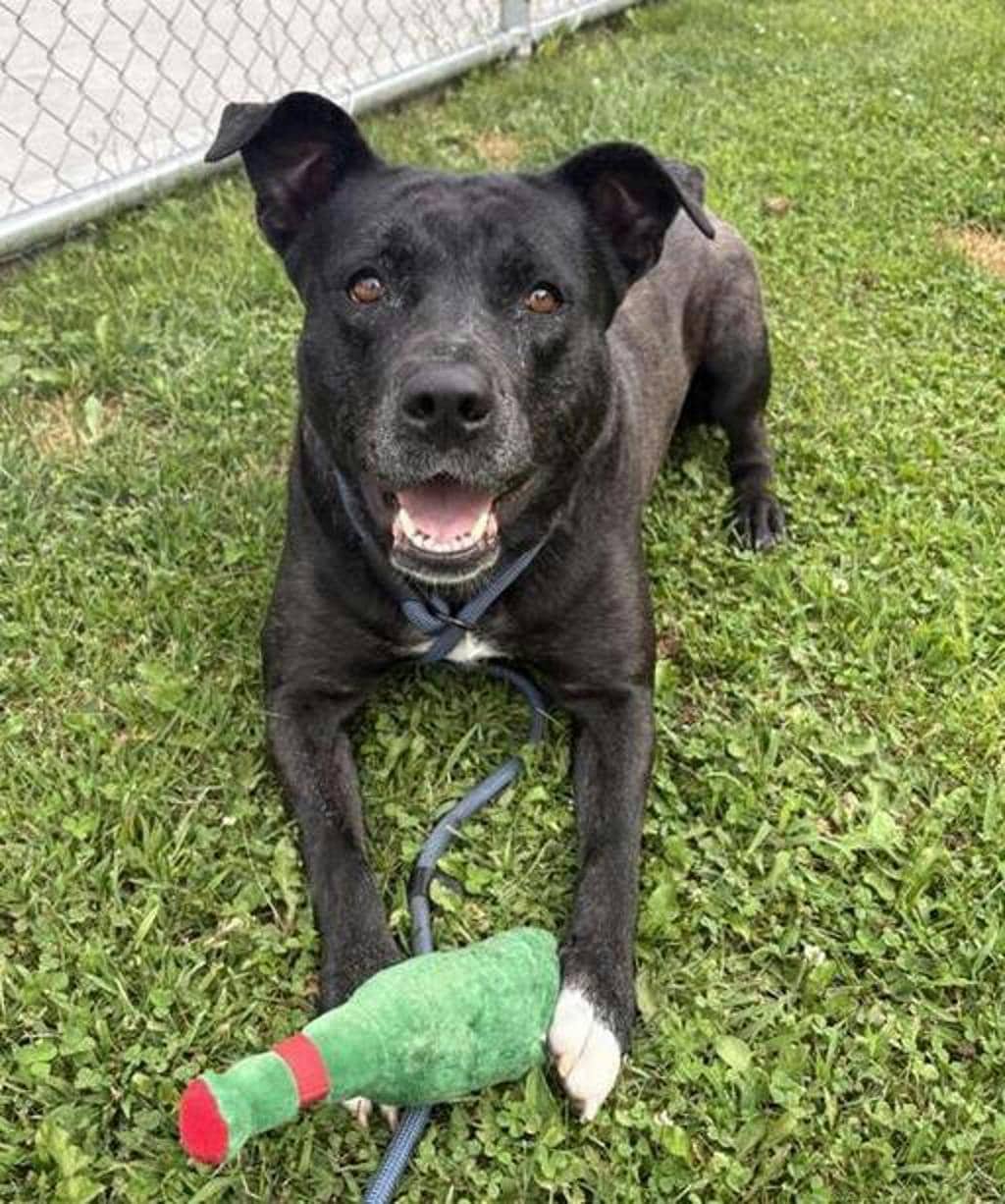 Wanda - Labrador available for adoption