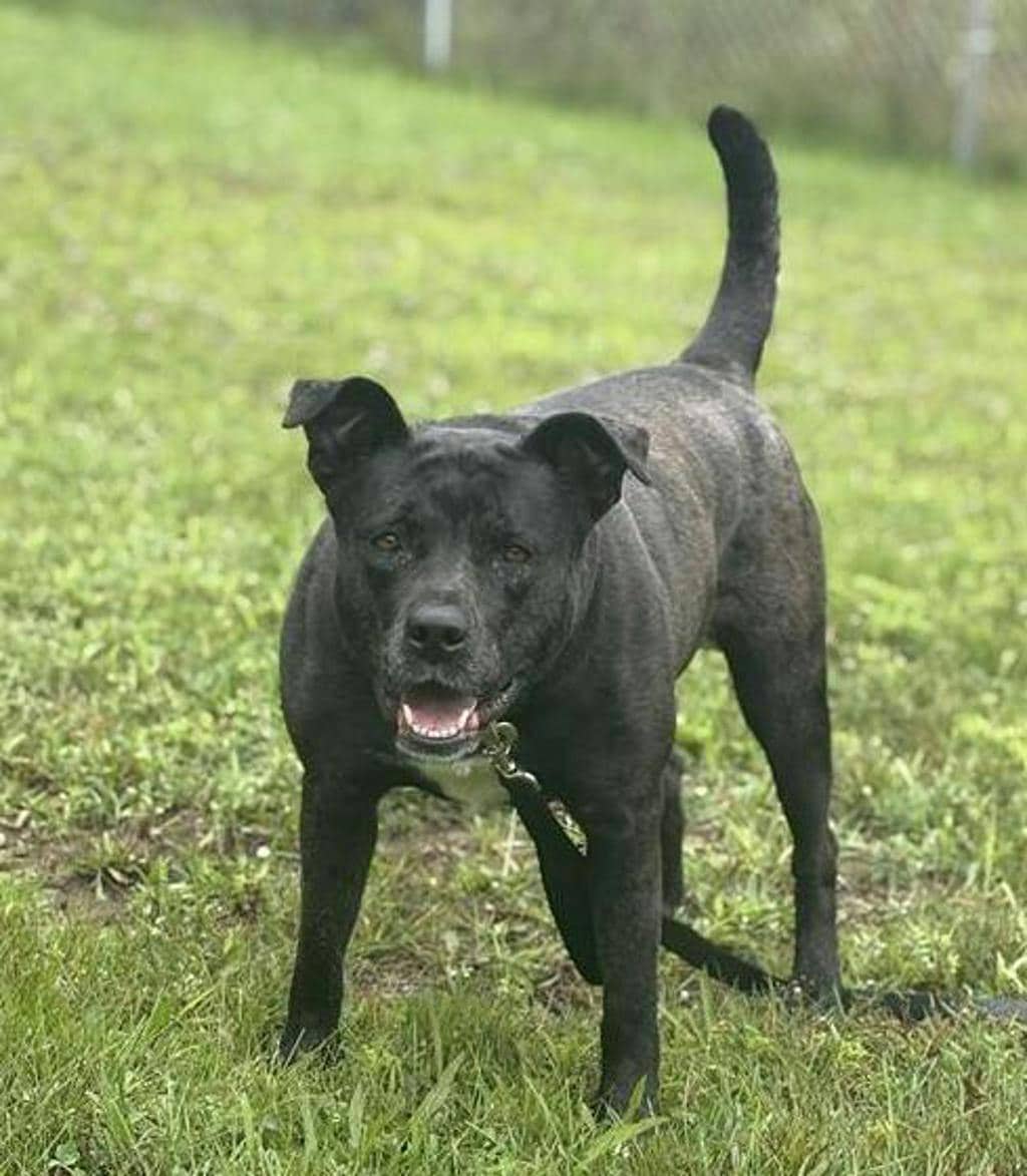 Wanda - Labrador available for adoption in Ontario
