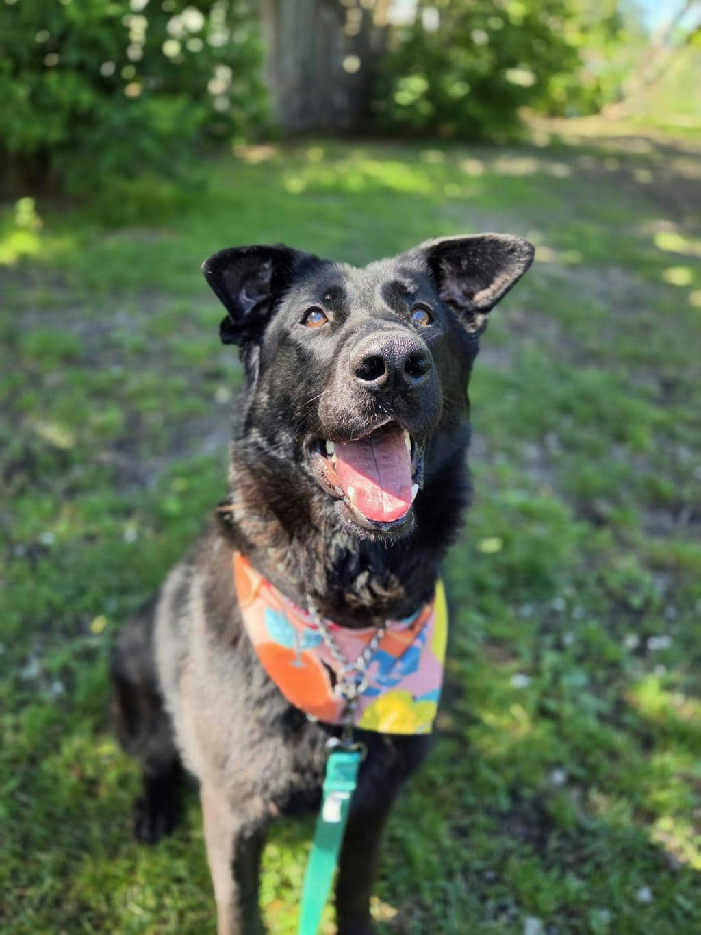 Chloe - Shepherd available for adoption