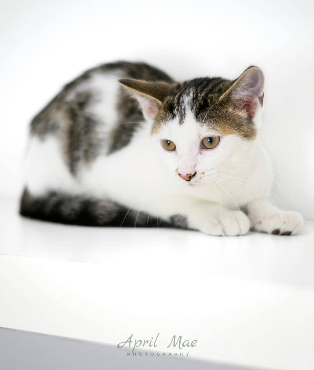 Squid - Domestic Medium Hair cat available for adoption at Ontario SPCA (Central Ontario) in Orangeville
