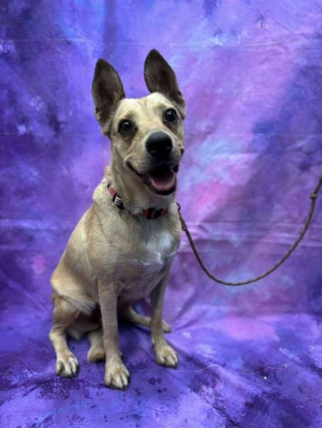 Panini - Mixed Breed, Medium (up to 44 lbs fully grown) available for adoption
