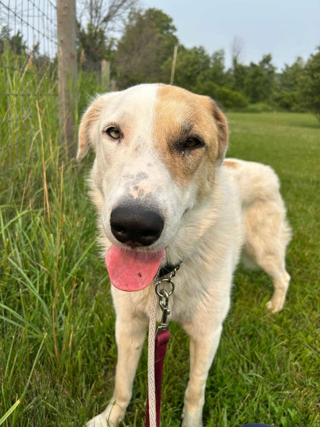 Sugar - Great Pyrenees available for adoption