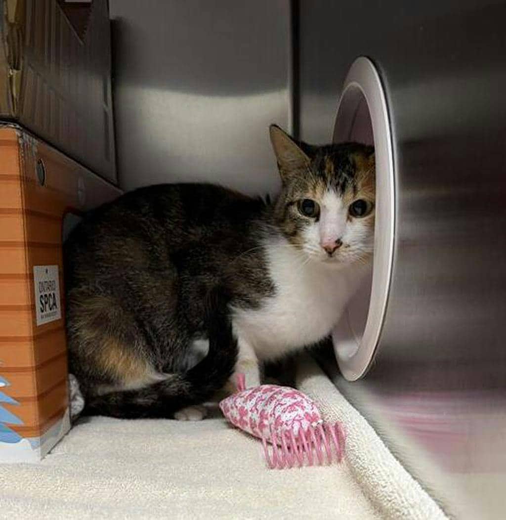 Cat G.P.T - Domestic Short Hair available for adoption