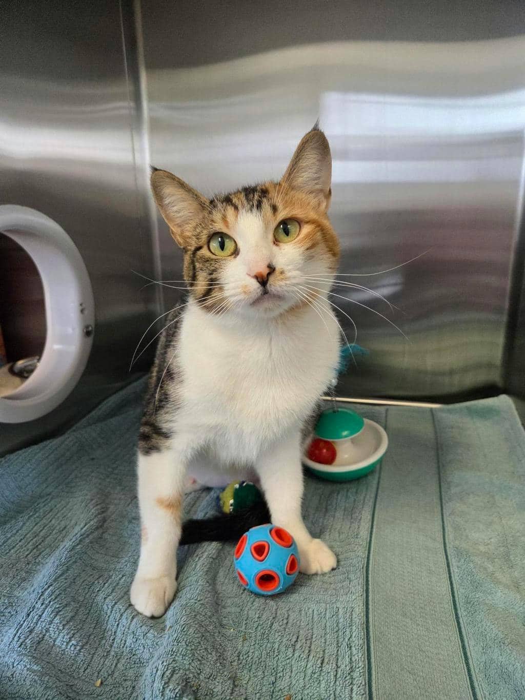 Cat G.P.T - Domestic Short Hair cat available for adoption in Ontario