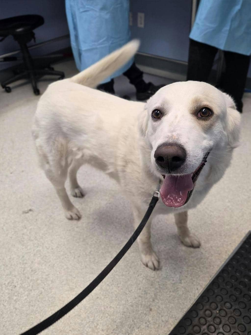 Phoebe - Great Pyrenees available for adoption at Ontario SPCA (Toronto Area) in Toronto
