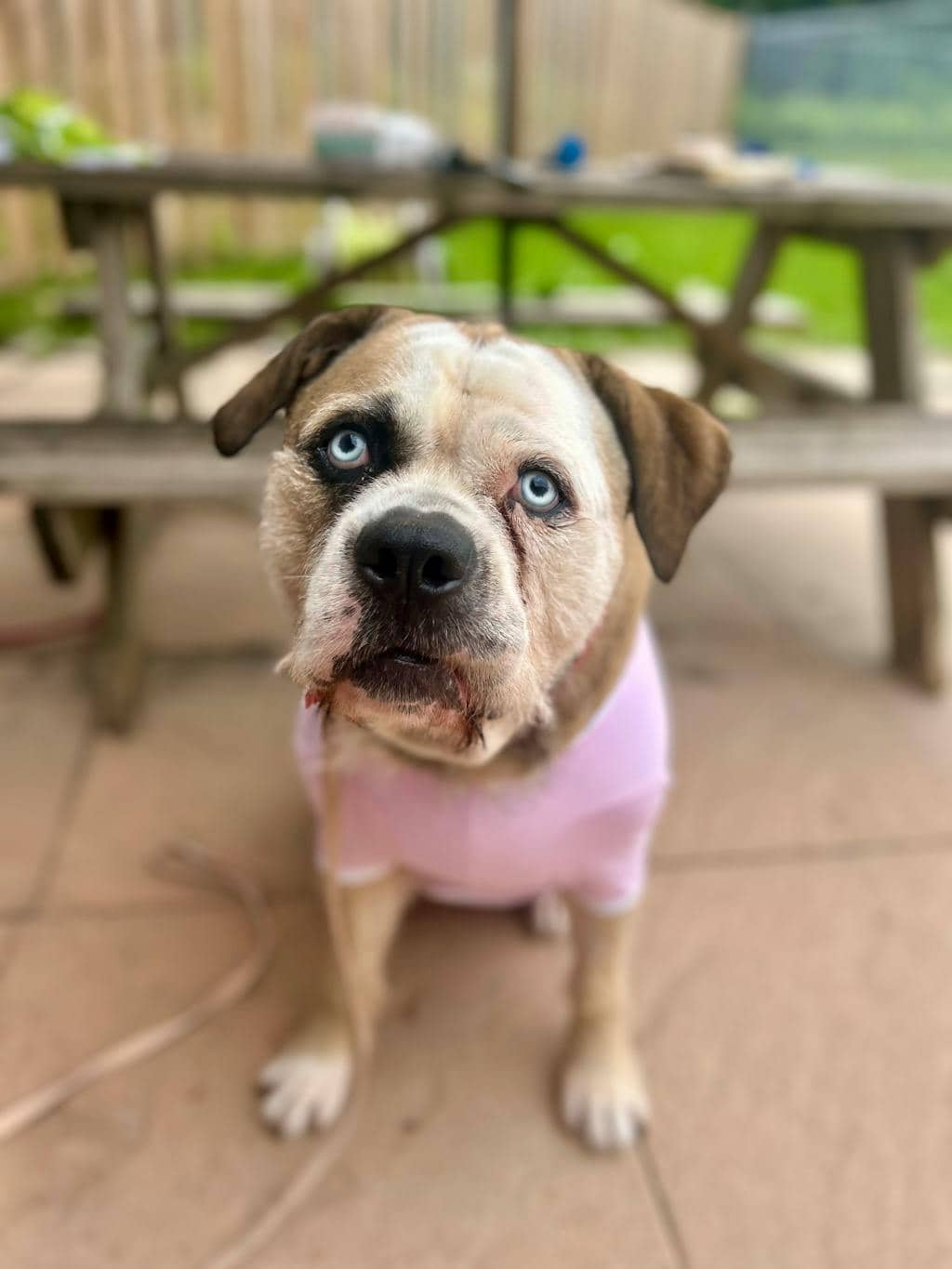 Moka - American Bulldog available for adoption