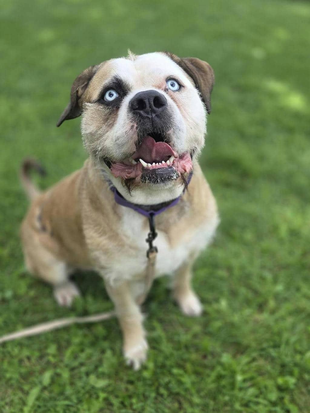 Moka - American Bulldog available for adoption