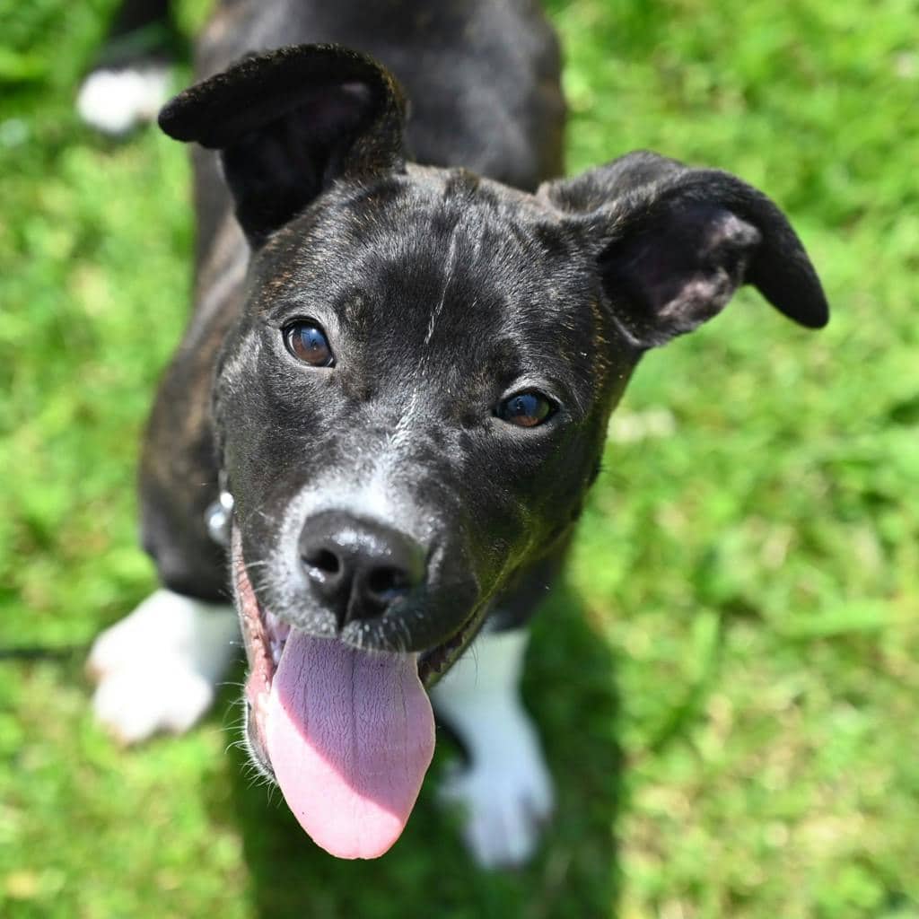 Temperance Brennan - Mastiff available for adoption