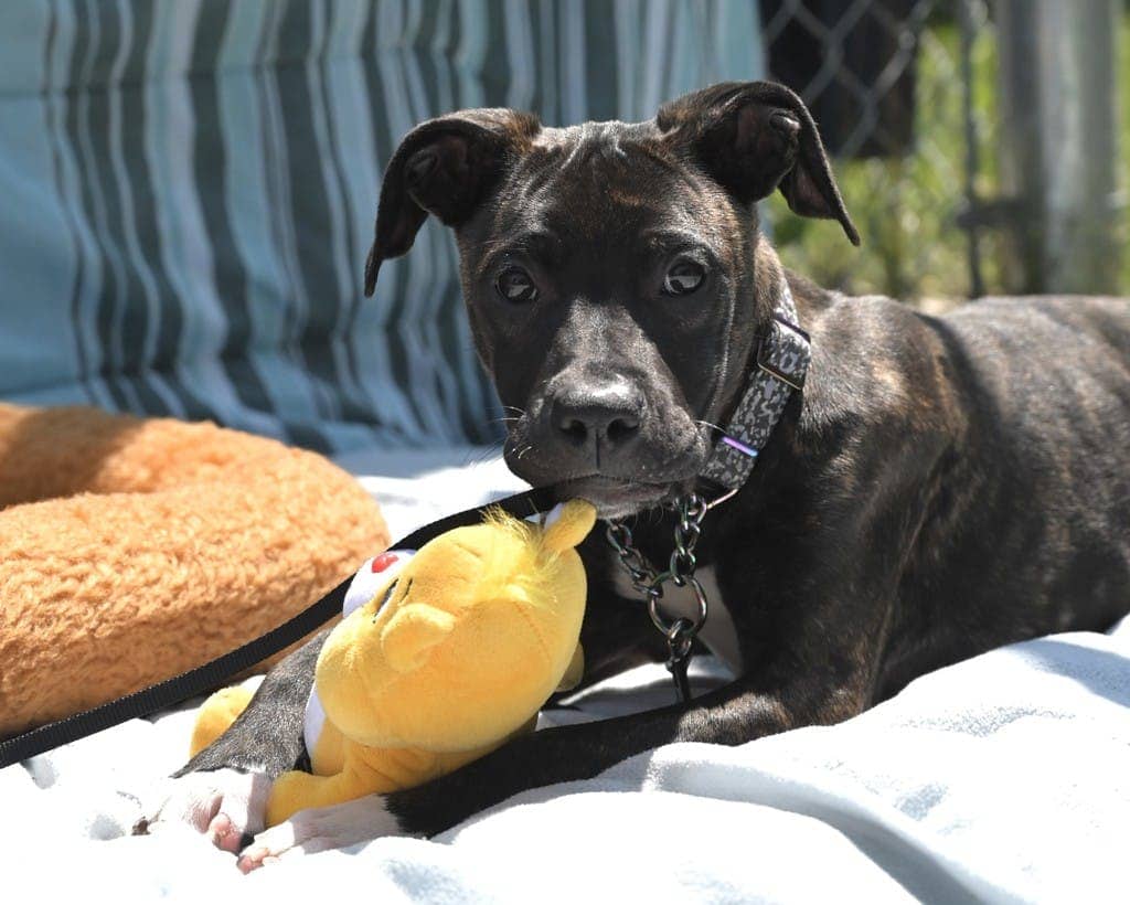 Daisy Wick - Mastiff available for adoption