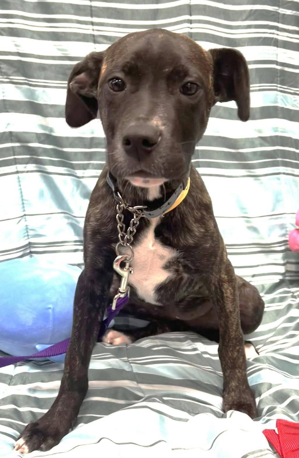 Caroline Julian - Mastiff available for adoption