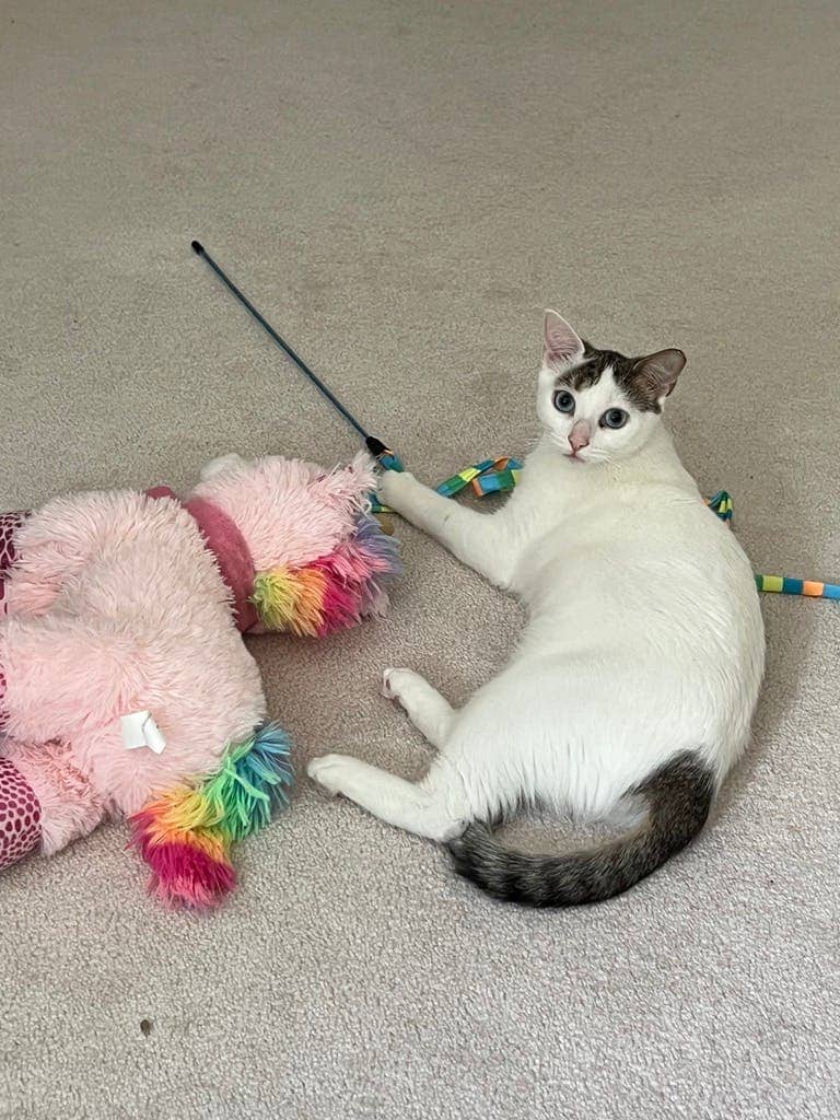 Pandora - Domestic Short Hair available for adoption