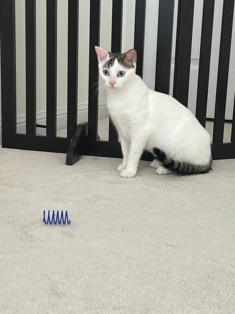 Pandora - Domestic Short Hair available for adoption
