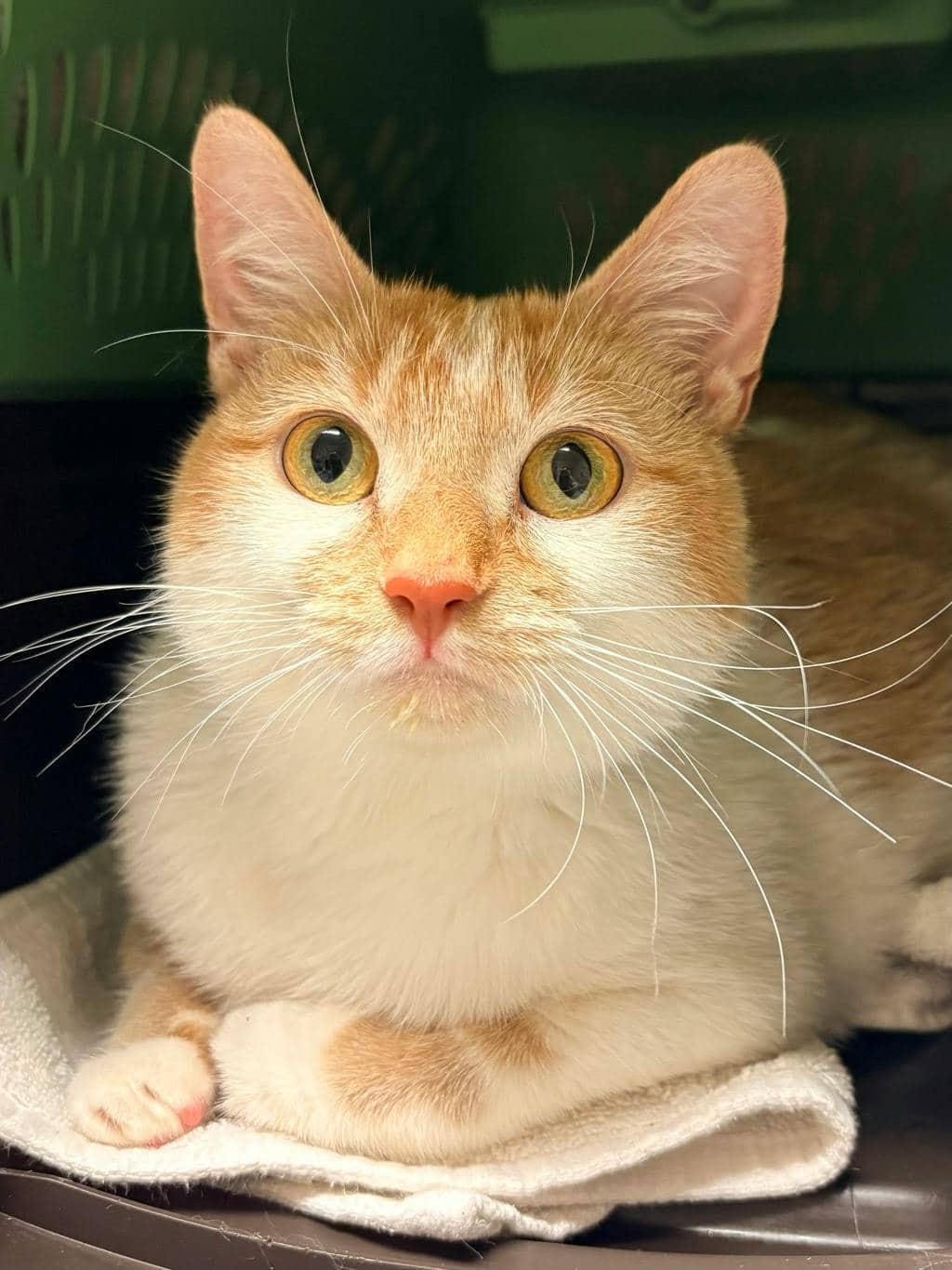 Gennifer - Domestic Short Hair available for adoption