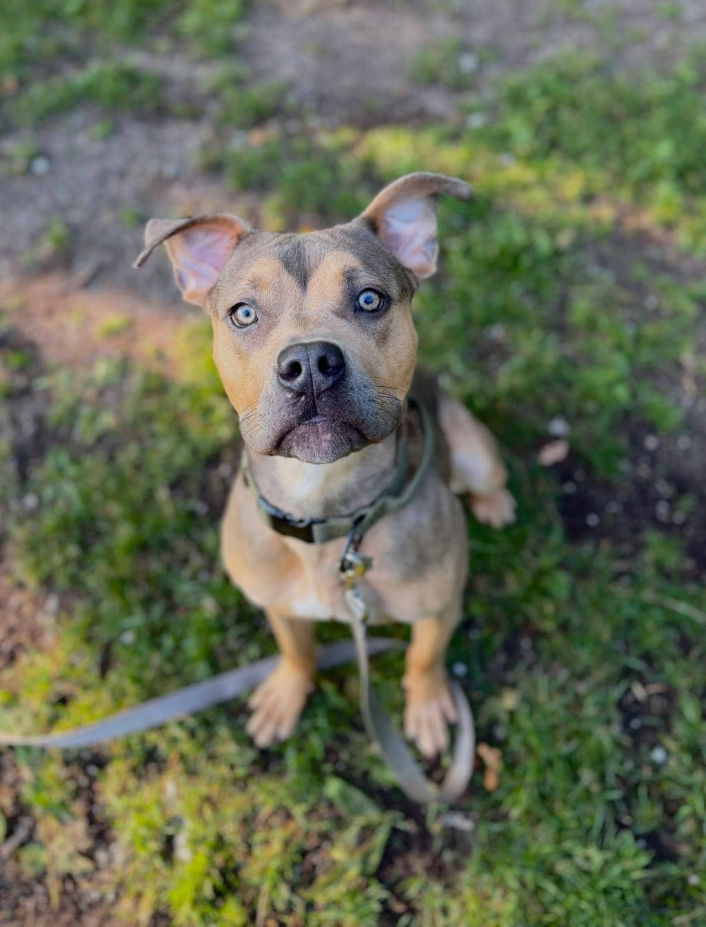 Nelly - American Bulldog available for adoption