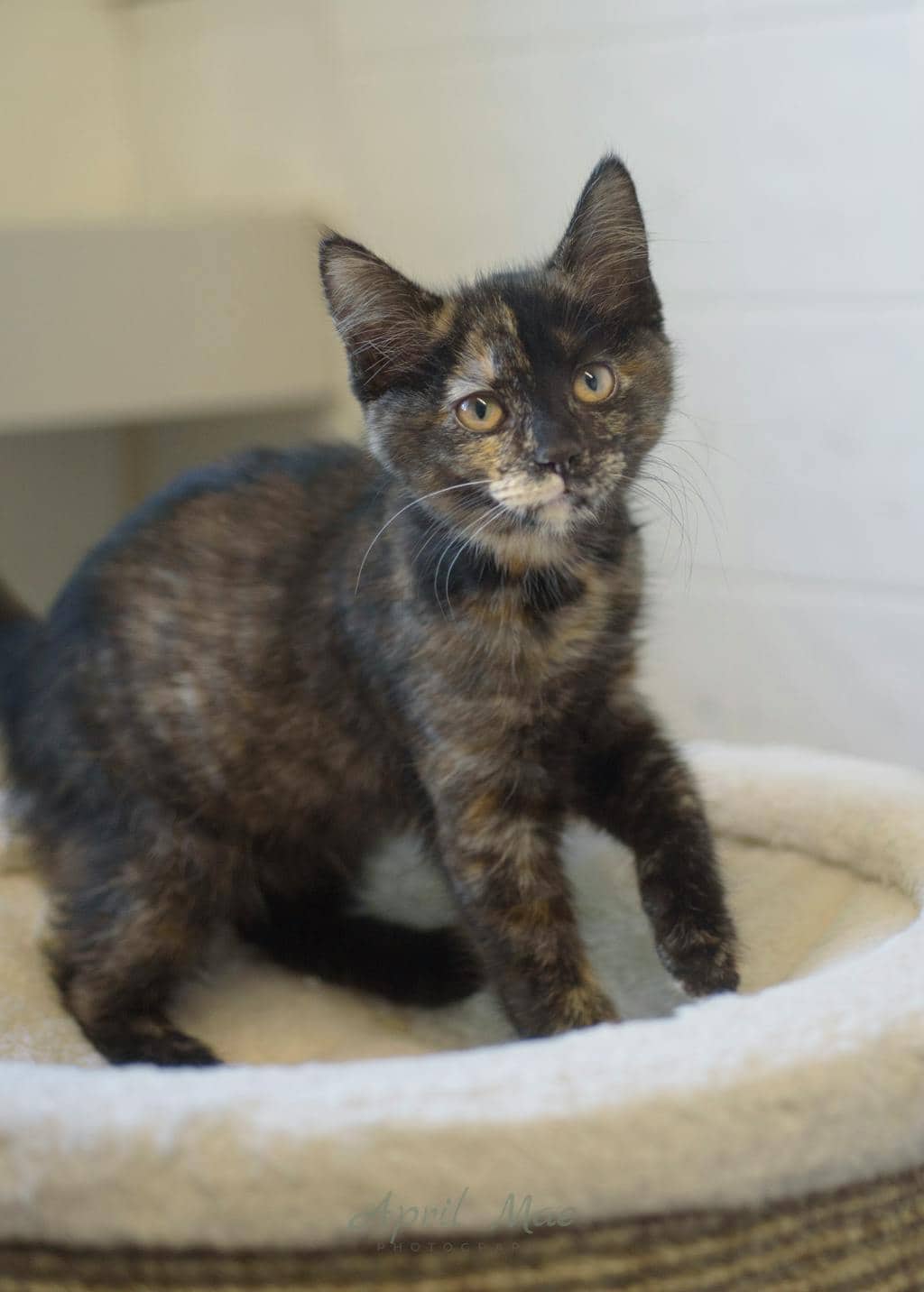 Elm (petsmart) - Domestic Medium Hair cat available for adoption at Ontario SPCA (Central Ontario) in Orangeville