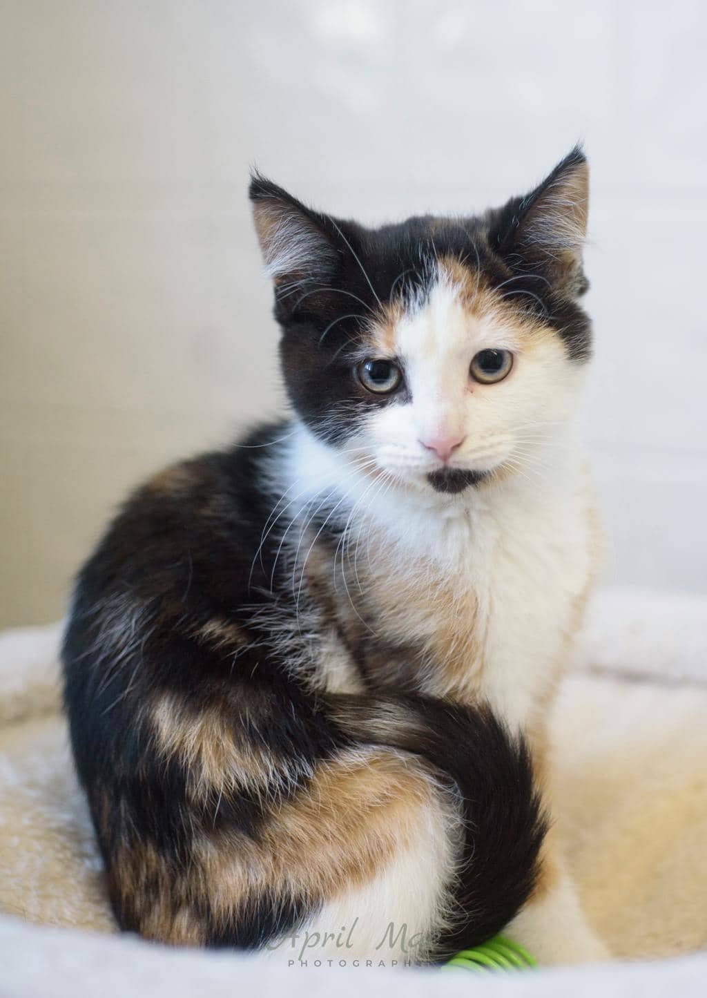 Aspen (petsmart) - Domestic Medium Hair cat available for adoption at Ontario SPCA (Central Ontario) in Orangeville