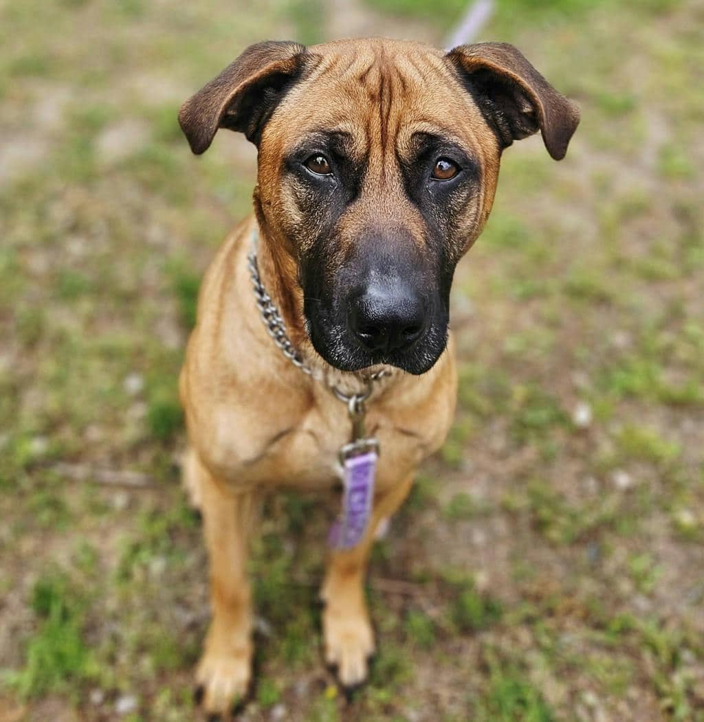 Floyd - Mastiff available for adoption