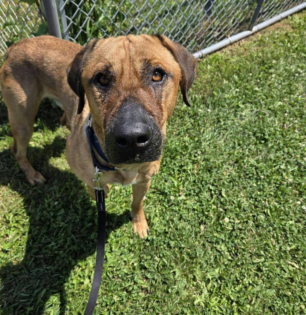 Lewis - Mastiff available for adoption