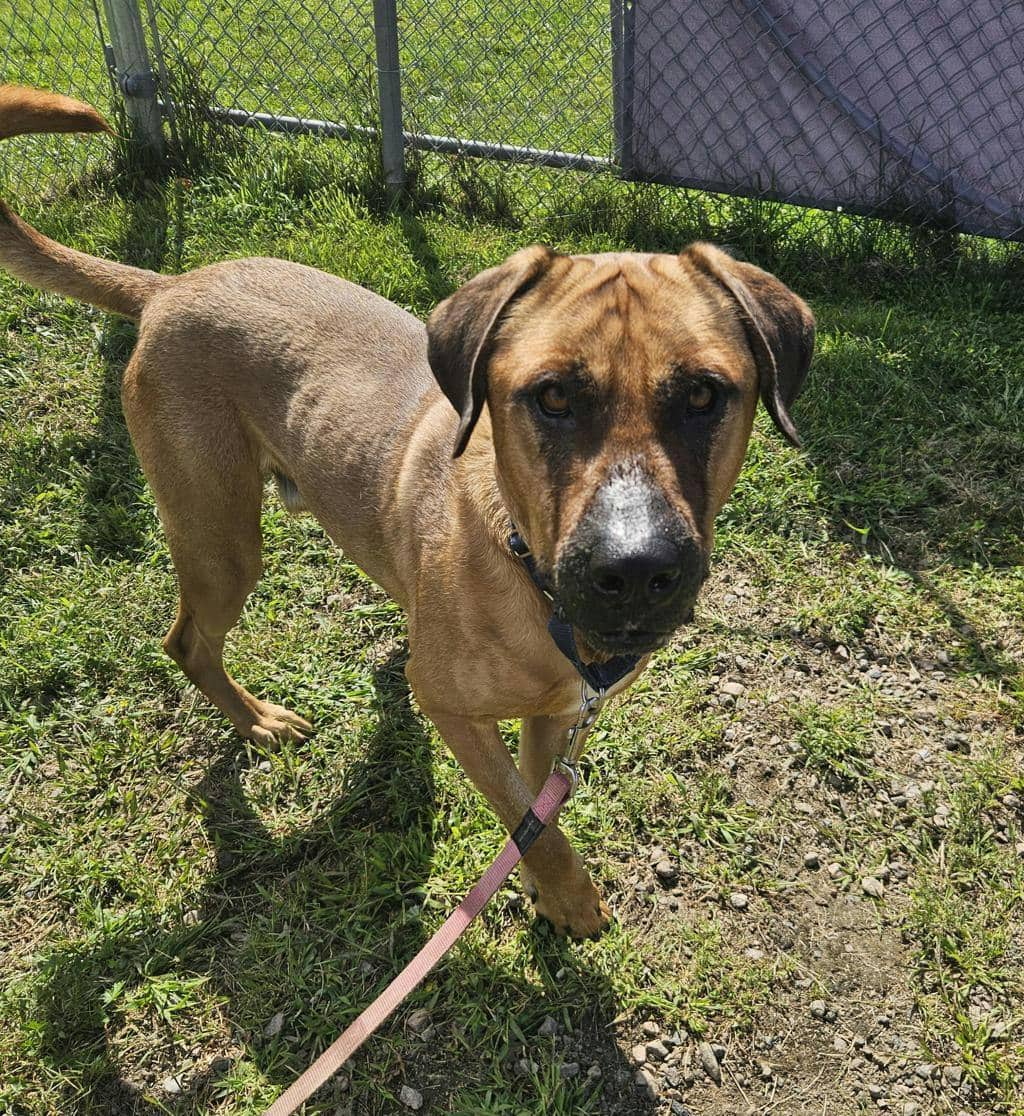 Lewis - Mastiff available for adoption