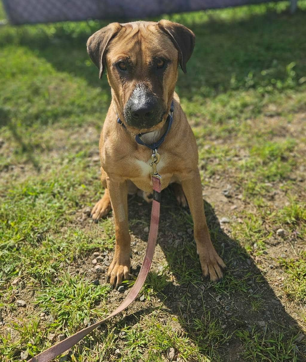 Lewis - Mastiff available for adoption in Ontario