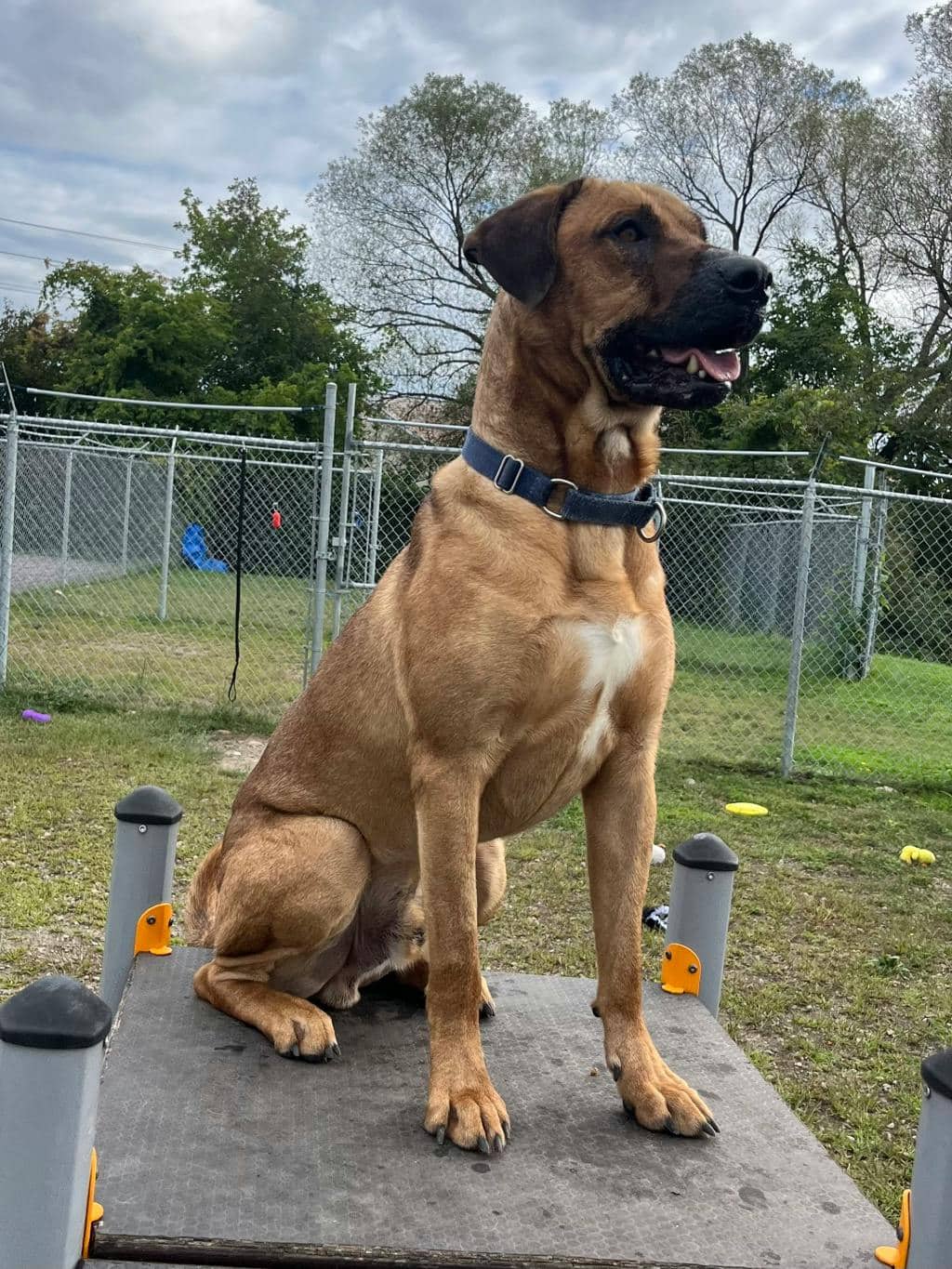 Lewis - Mastiff available for adoption