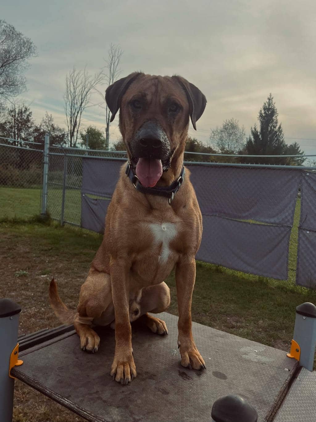 Lewis - Mastiff available for adoption