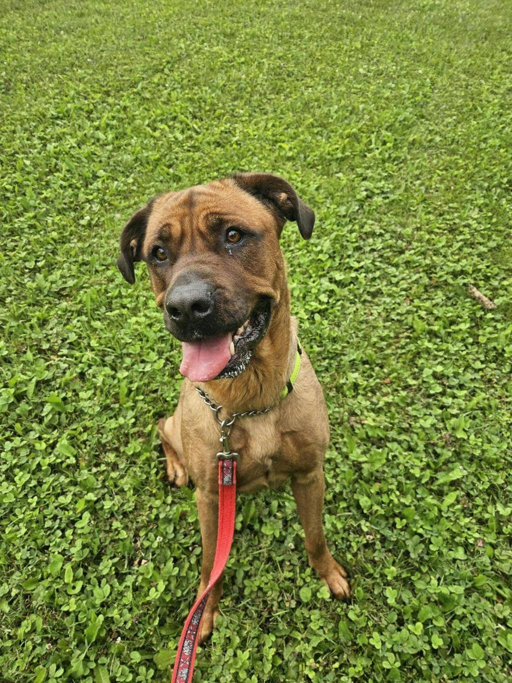 Marylou - Mastiff available for adoption