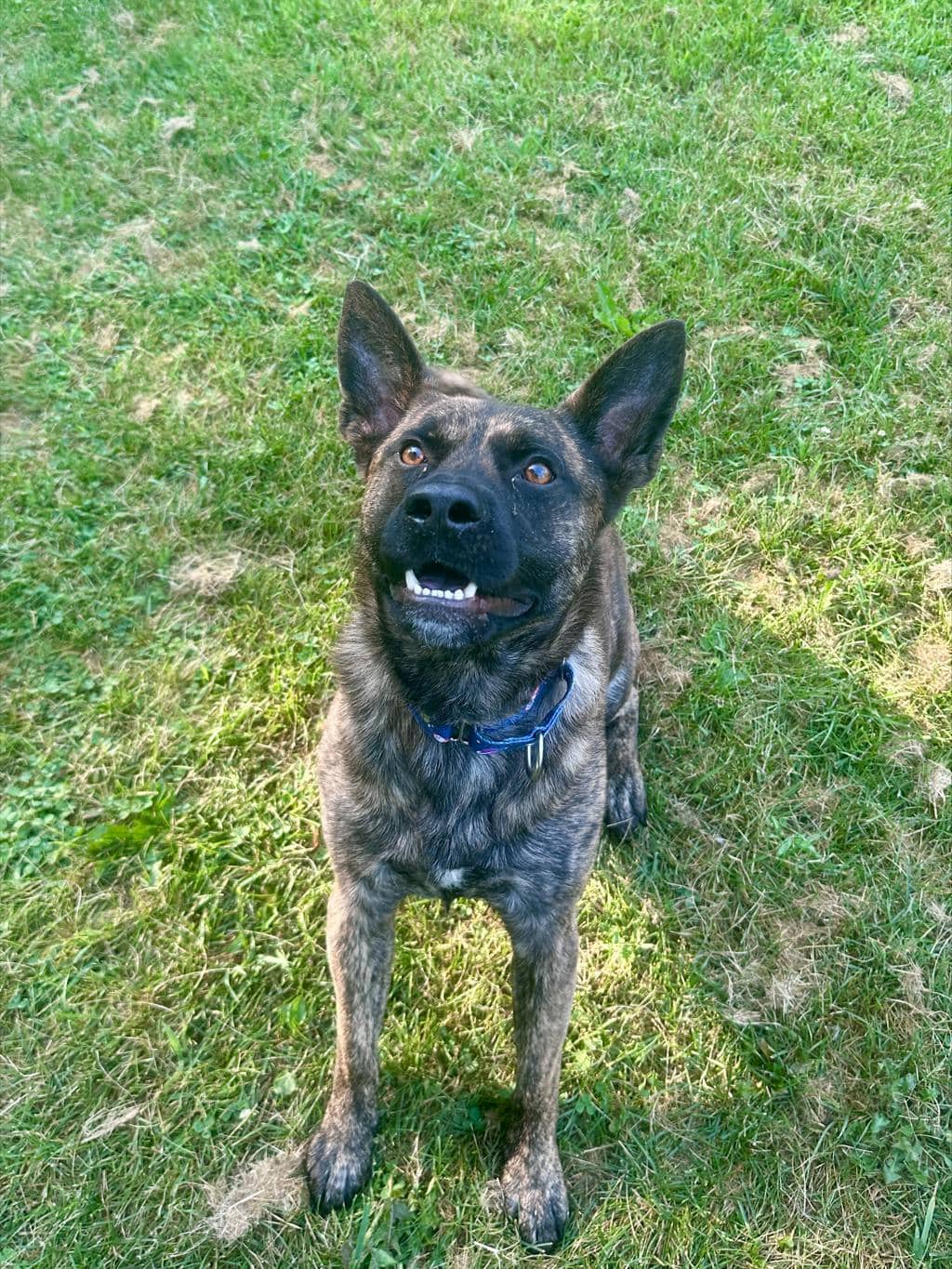 Edward - Shepherd available for adoption