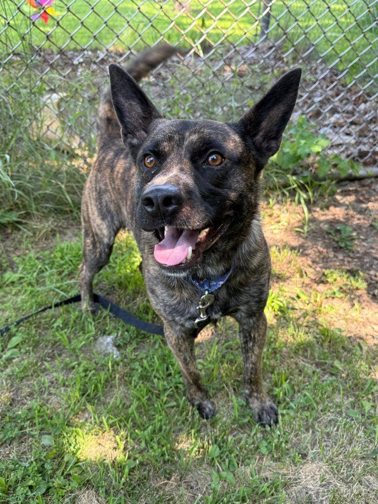 Edward - Shepherd available for adoption