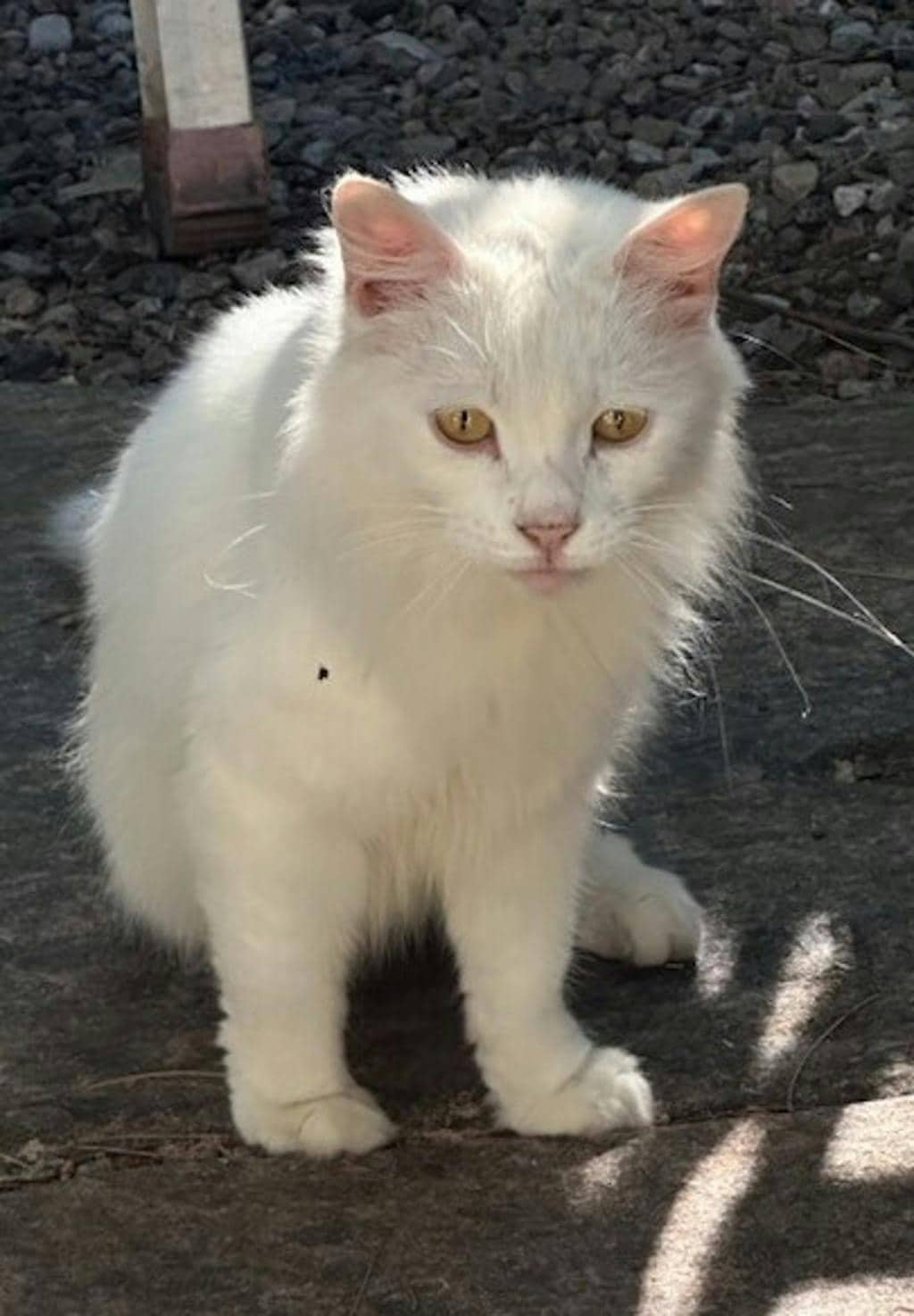 Cleo - Domestic Longhair available for adoption