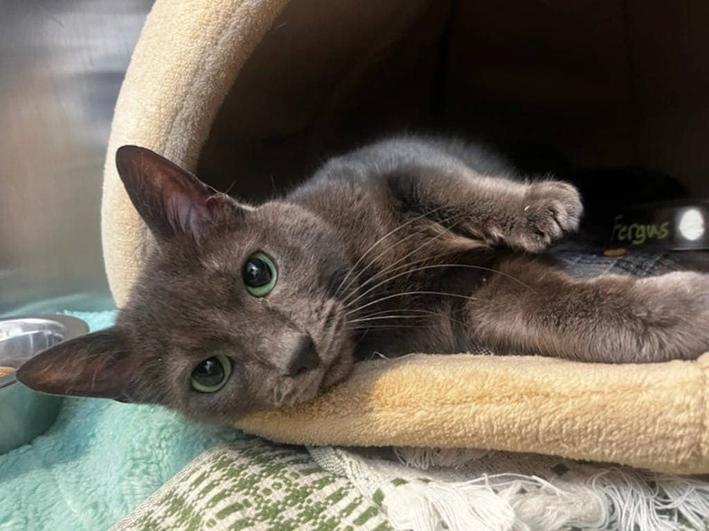 Fergus - Domestic Short Hair available for adoption