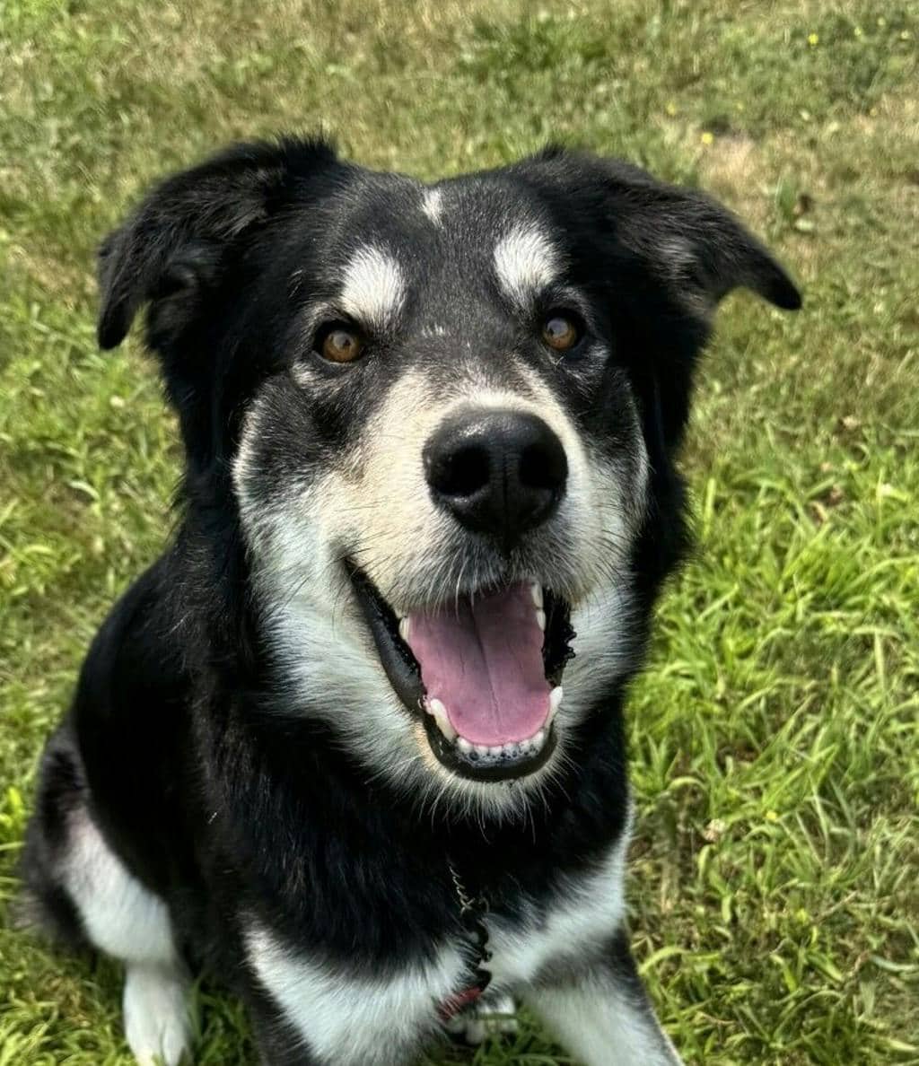 Oreo - Husky Mixed available for adoption