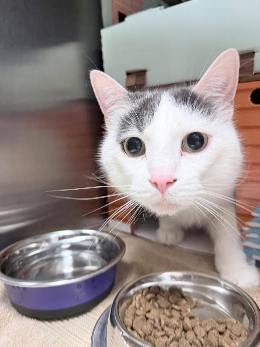 Mopar - Domestic Short Hair cat available for adoption at Ontario SPCA (Sudbury) in Sudbury