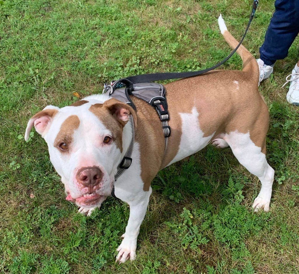 Leo - American Bulldog available for adoption