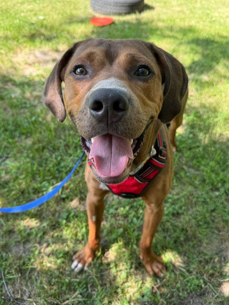 Bentley - Coonhound, Bluetick available for adoption