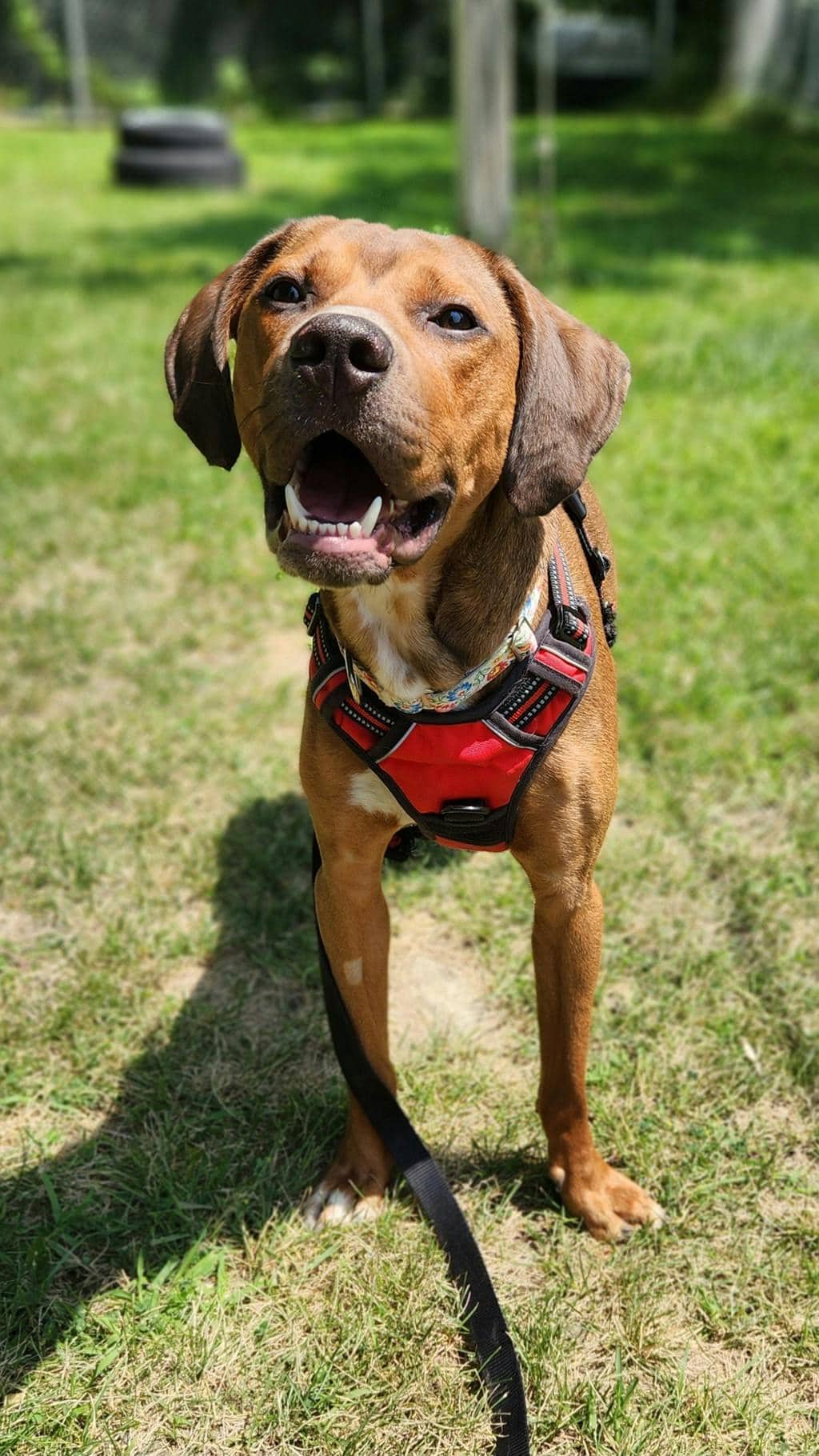 Bentley - Coonhound, Bluetick available for adoption