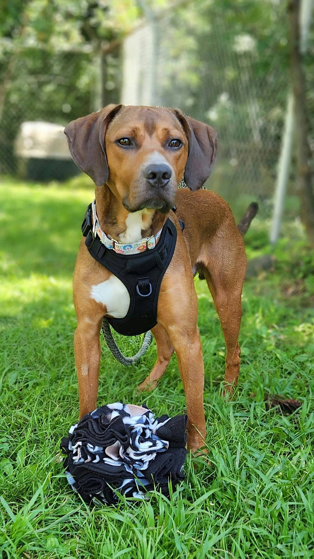 Bentley - Coonhound, Bluetick available for adoption