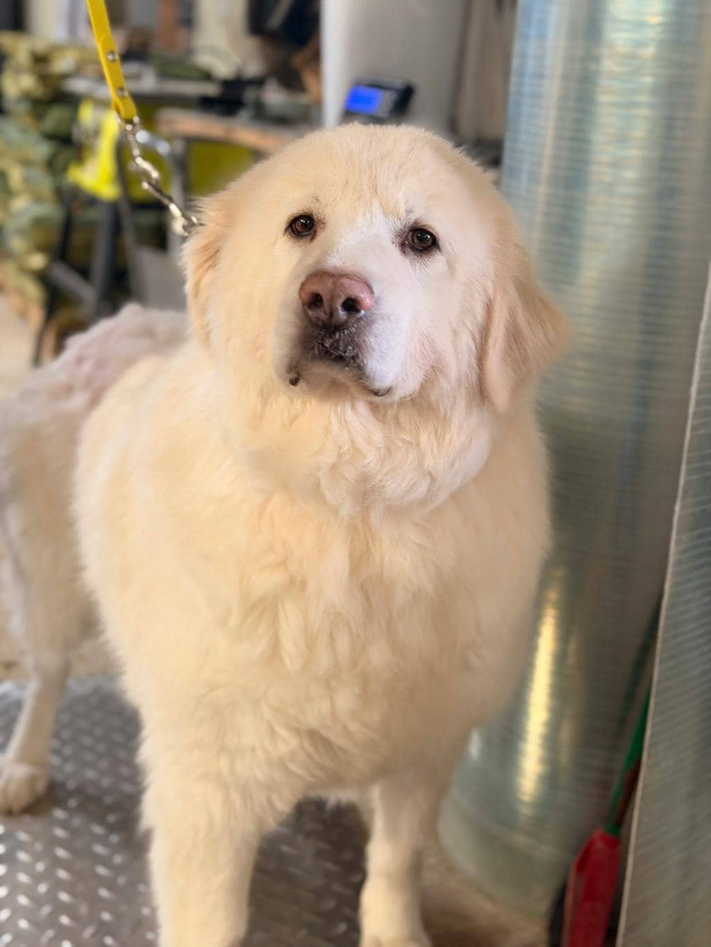 Gucci - Maremma Sheepdog available for adoption