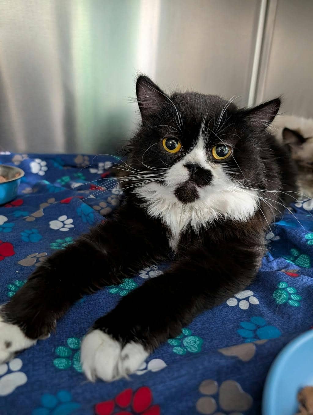 Baby - Persian cat available for adoption at Ontario SPCA (Central Ontario) in Orillia