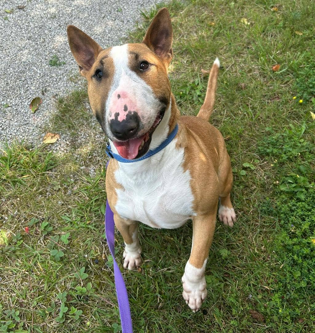 Chewy - Bull Terrier available for adoption