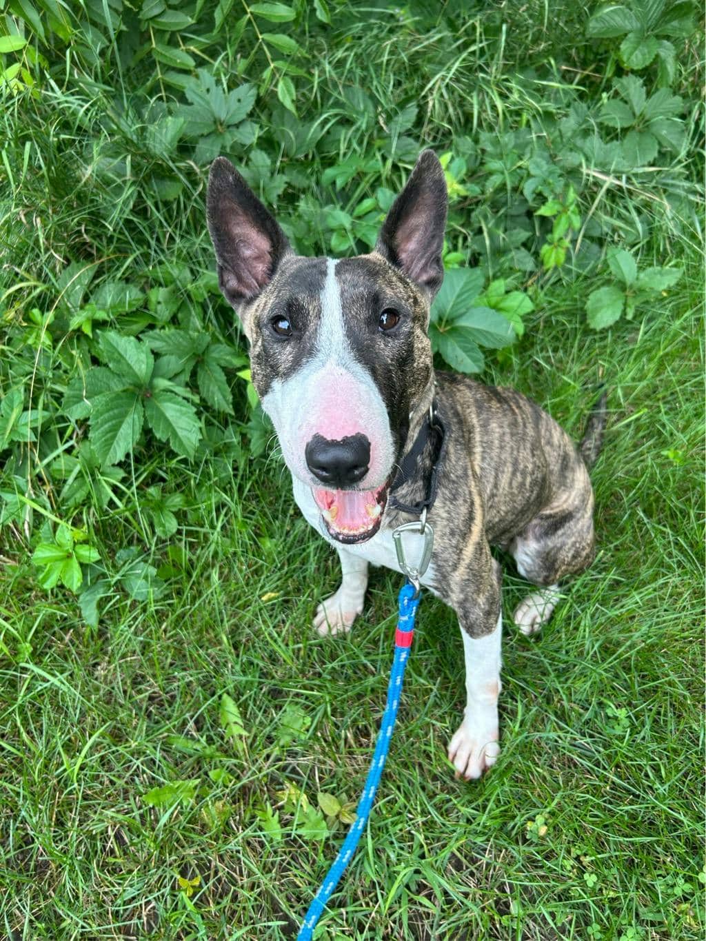 Squeak - Bull Terrier available for adoption