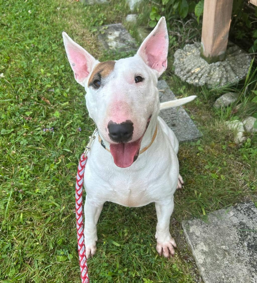 Dawn - Bull Terrier available for adoption