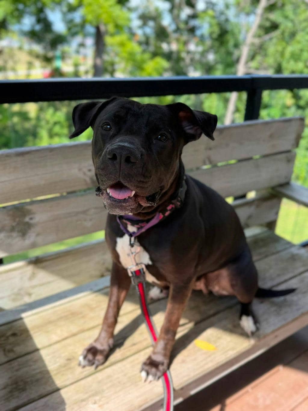 Harlequin - American Bulldog available for adoption