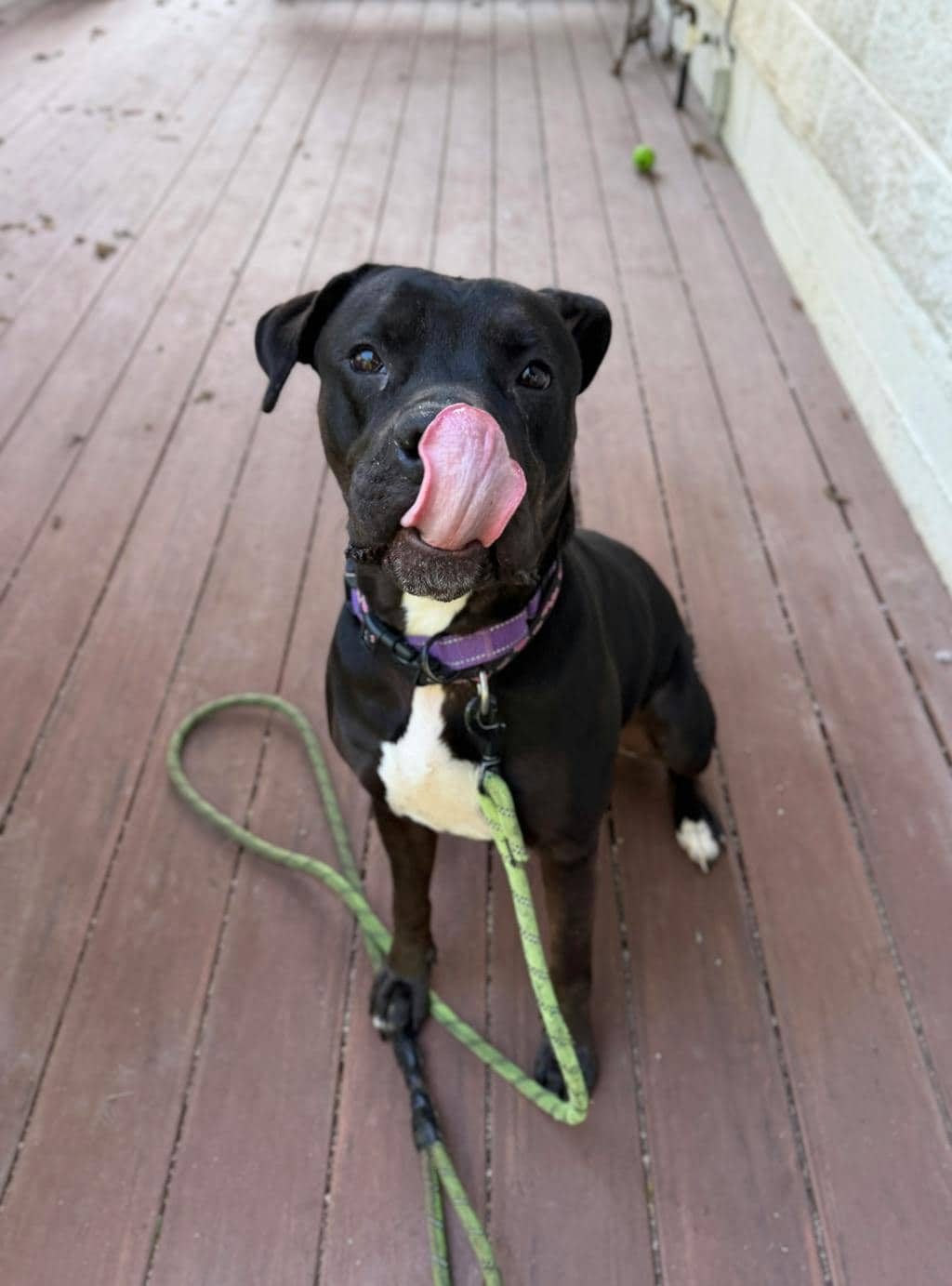 Harlequin - American Bulldog available for adoption