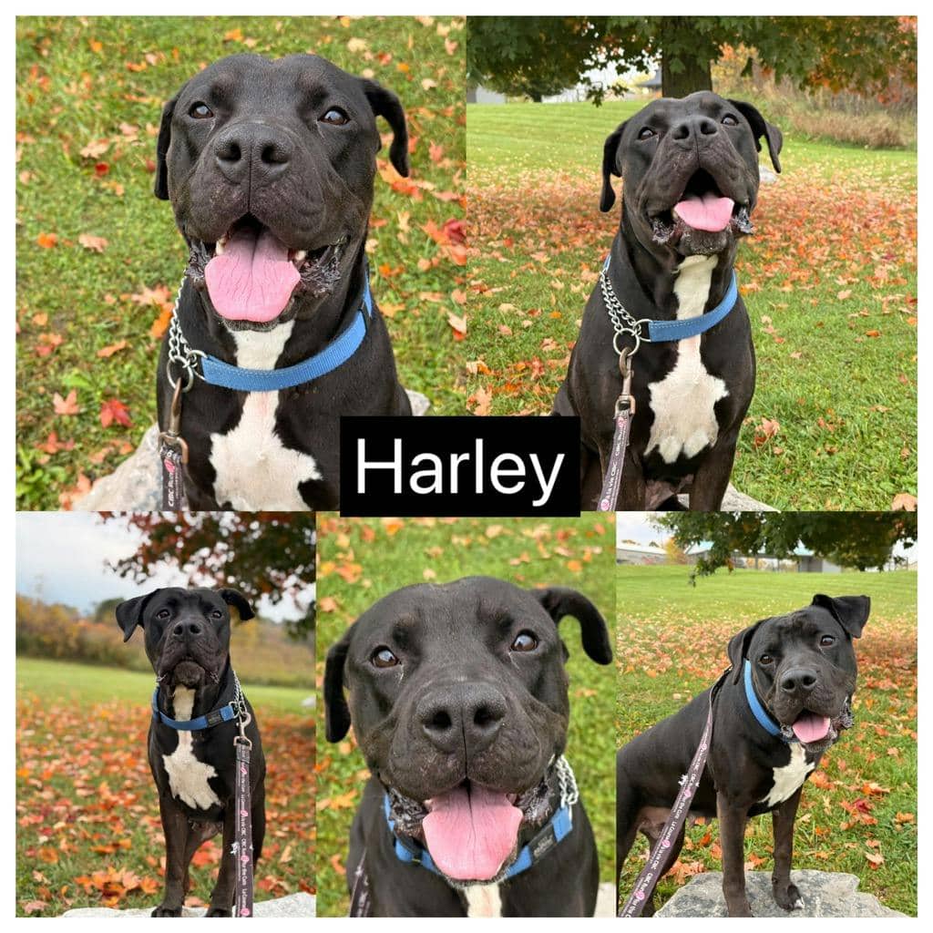 Harlequin - American Bulldog available for adoption