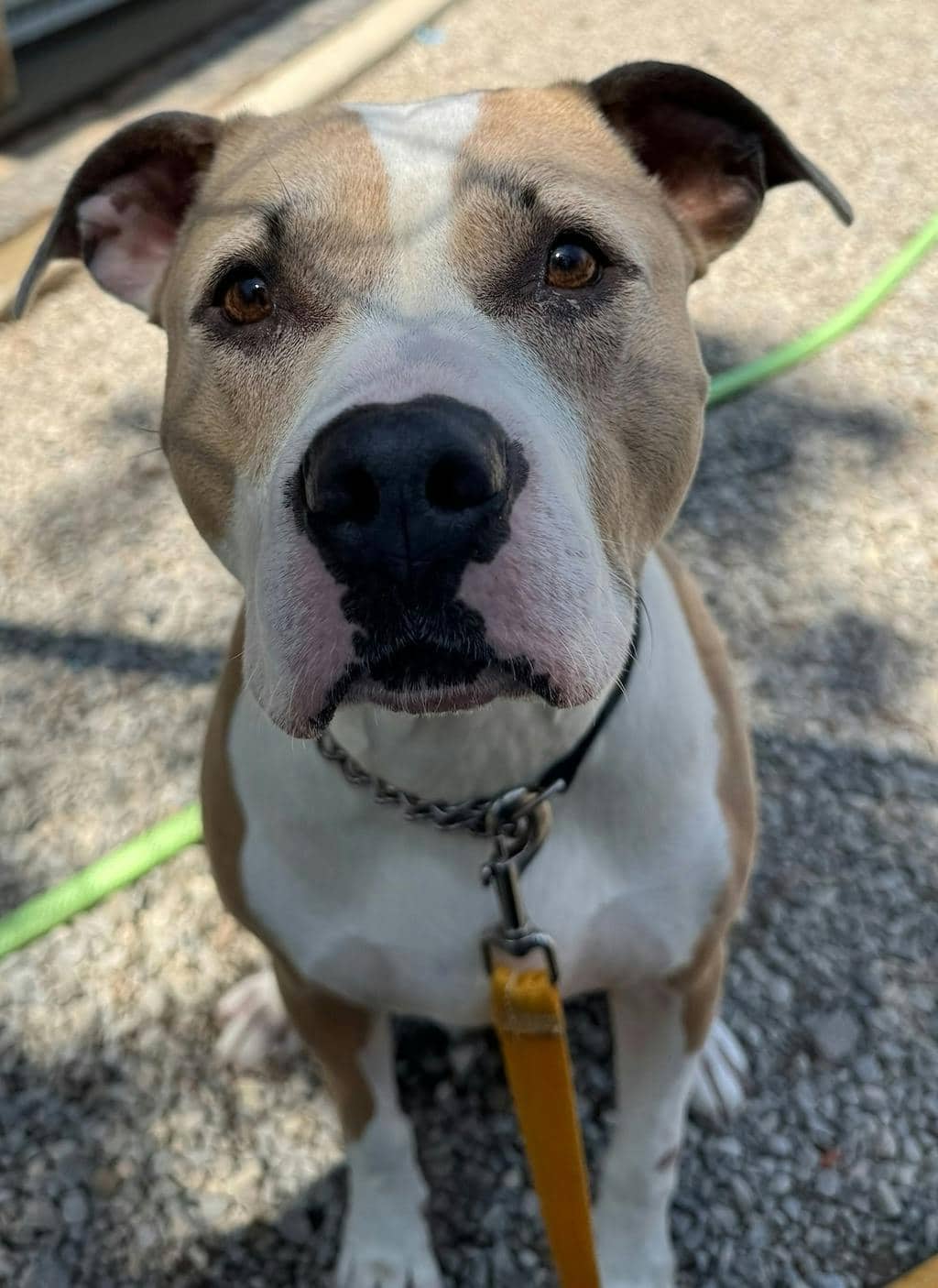 Rosie - American Bulldog available for adoption at Ontario SPCA (Central Ontario) in Bracebridge