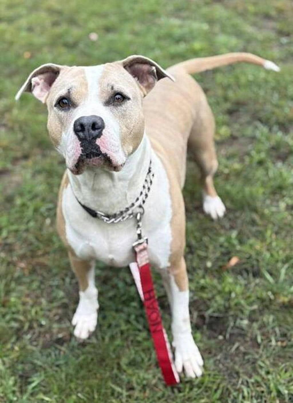 Rosie - American Bulldog available for adoption
